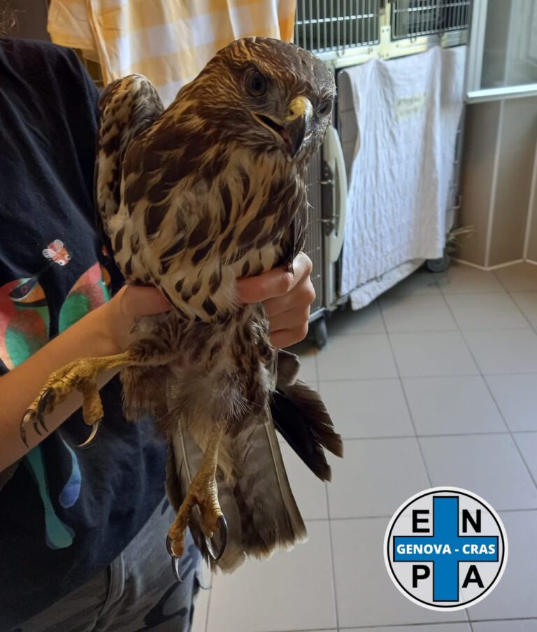ENPA Genova﻿ CRAS centro recupero Animali Selvatici seguileorme 06 768x903
