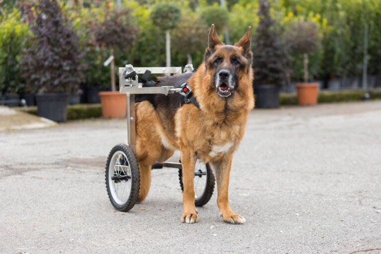 Trolleydog carrellini cani disabili 02 768x512