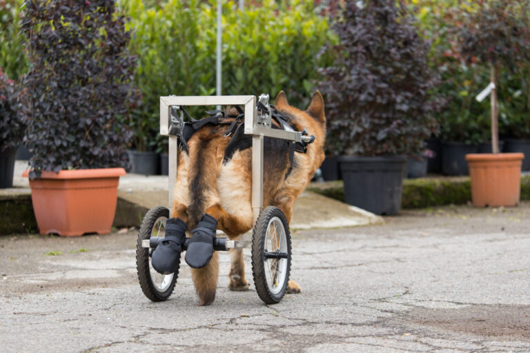 Trolleydog carrellini cani disabili 04 768x512
